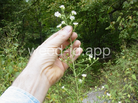 aster, white prairie